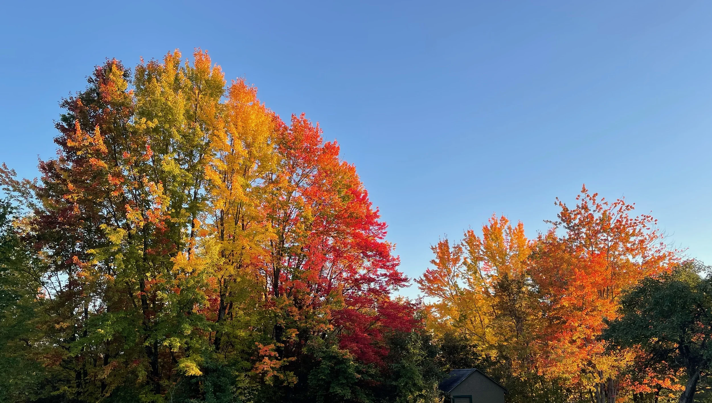 Fall tree tops